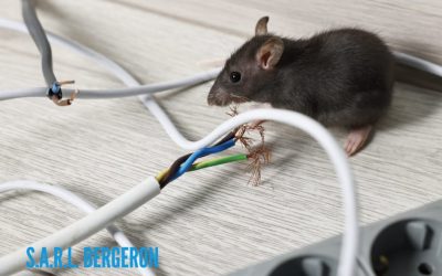 Comment se débarrasser des souris à Monteux ? Le guide complet de la SARL Bergeron